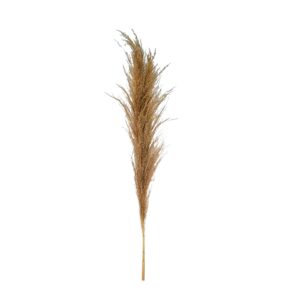 Broom sedge for home decor