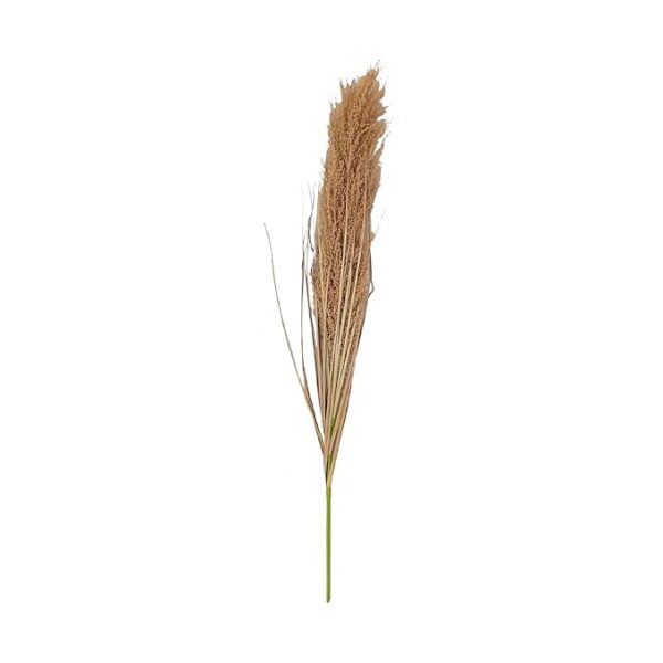 Broom sedge for home decor