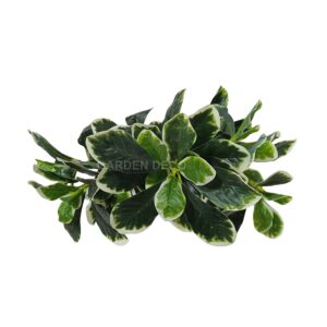 Artificial plants for table decor